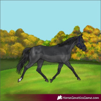 Horse Color:Black 