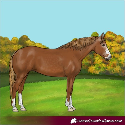 Horse Color:Gray Chestnut 