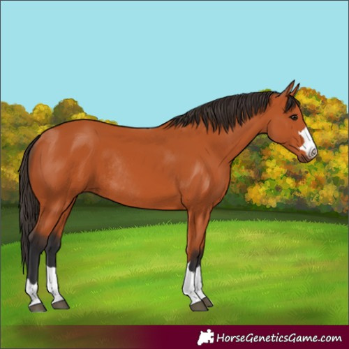 Horse Color:Bay Rabicano 