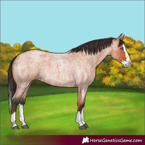 Horse Color:Bay Roan Splash Rabicano 