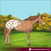 Horse Color:Chestnut Appaloosa 