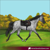 Horse Color:Blue Roan 