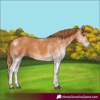 Horse Color:White Spotted Chestnut 