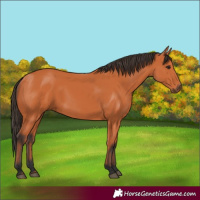 Horse Color:Bay 