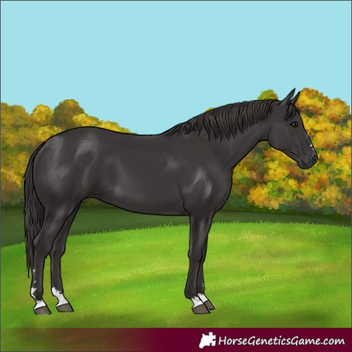 Horse Color:Smoky Black 