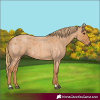 Horse Color:Red Roan 