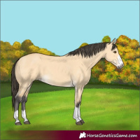Horse Color:Buckskin Dun 