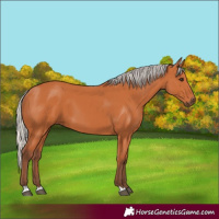 Horse Color:Silver Bay 