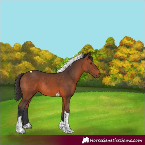 Horse Color:Bay Tobiano Rabicano 