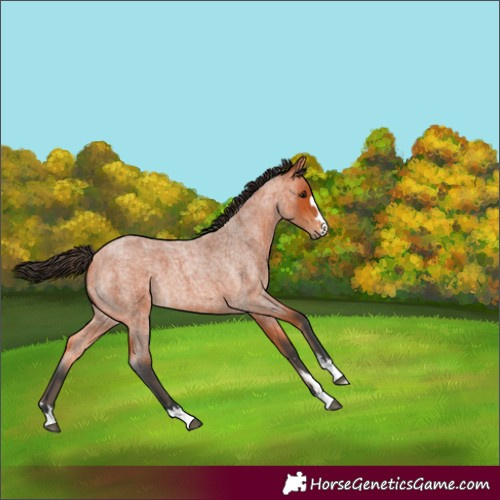 Horse Color:Bay Roan 