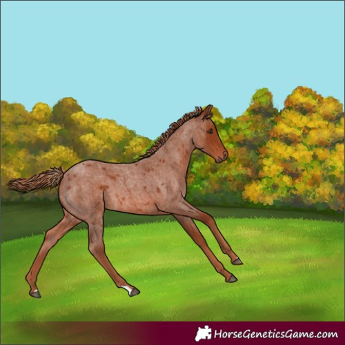 Horse Color:Red Roan 