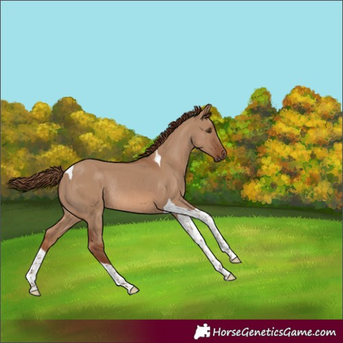 Horse Color:Red Dun Tobiano Rabicano 