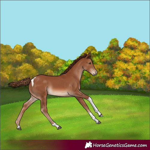 Horse Color:Chestnut Tobiano 