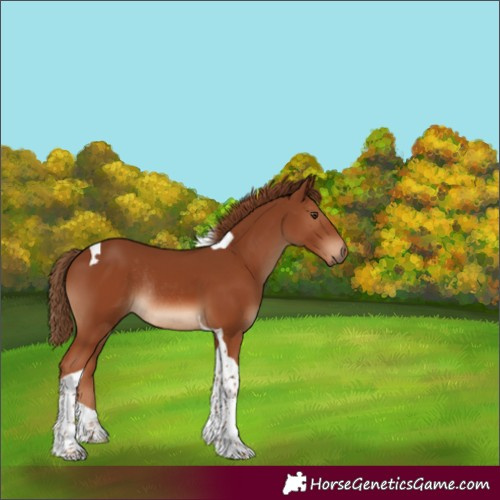 Horse Color:Chestnut Tobiano Rabicano 