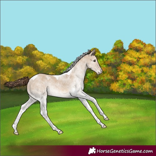 Horse Color:White Spotted Red Dun Tobiano Rabicano 