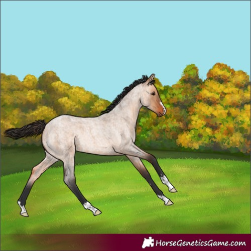 Horse Color:Bay Roan Dun Rabicano 