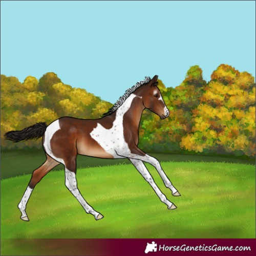 Horse Color:Gray Bay Tobiano 