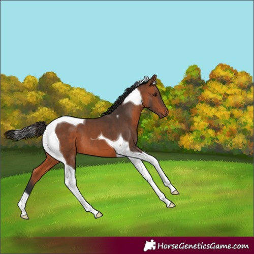 Horse Color:Bay Tobiano 