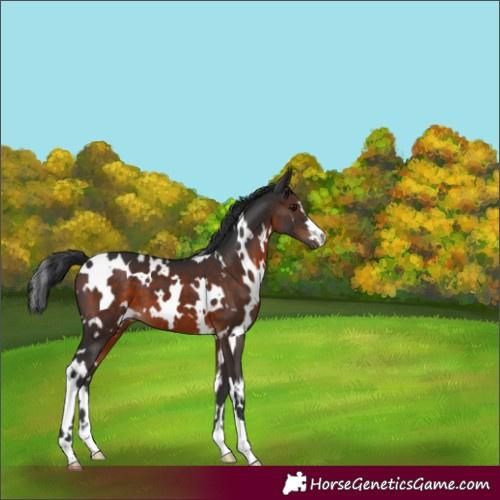 Horse Color:White Spotted Brown 