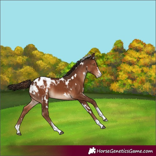 Horse Color:White Spotted Liver Chestnut Sabino Appaloosa 