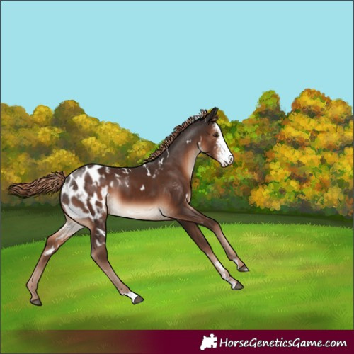 Horse Color:White Spotted Liver Chestnut Sabino Blanket 