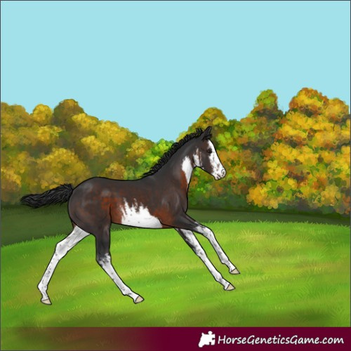 Horse Color:White Spotted Brown 