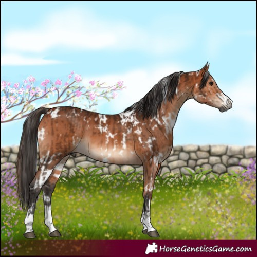 Horse Color:Gray White Spotted Bay  and White Spotted Bay 