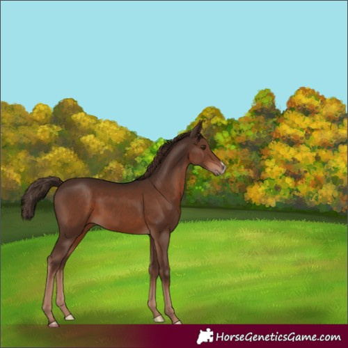 Horse Color:Liver Chestnut Sabino 