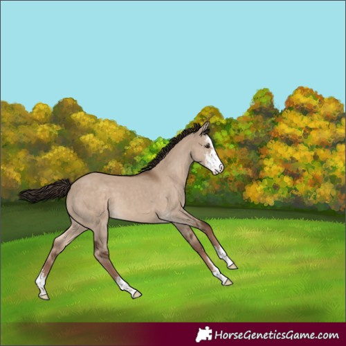 Horse Color:Liver Red Dun Sabino 