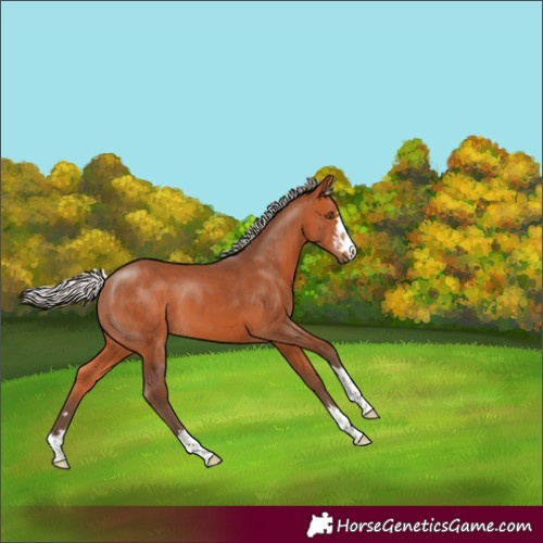 Horse Color:Silver Bay 