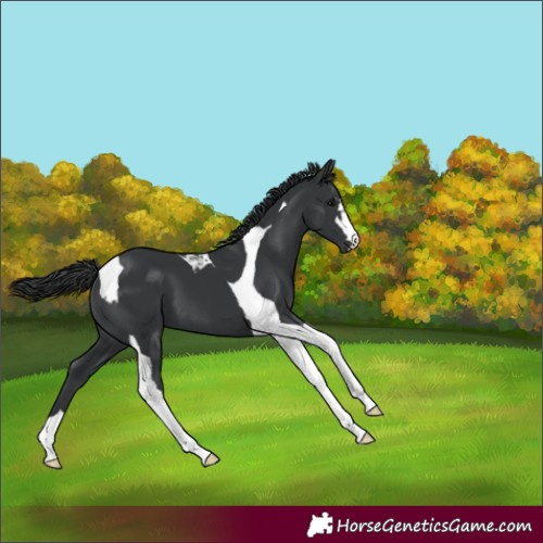 Horse Color:Black Tobiano 