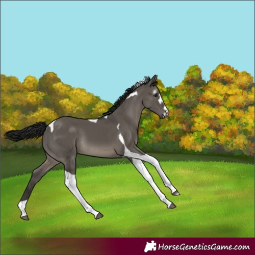 Horse Color:Gray Grullo Tobiano 