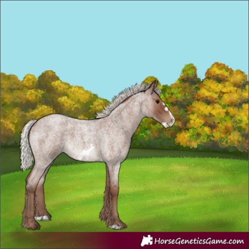Horse Color:Silver Blue Roan Frame 
