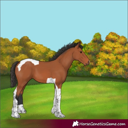 Horse Color:Bay Tobiano 