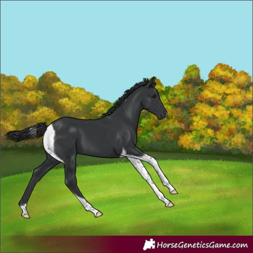 Horse Color:Black Tobiano 