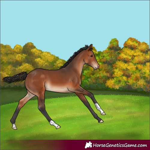 Horse Color:Bay 