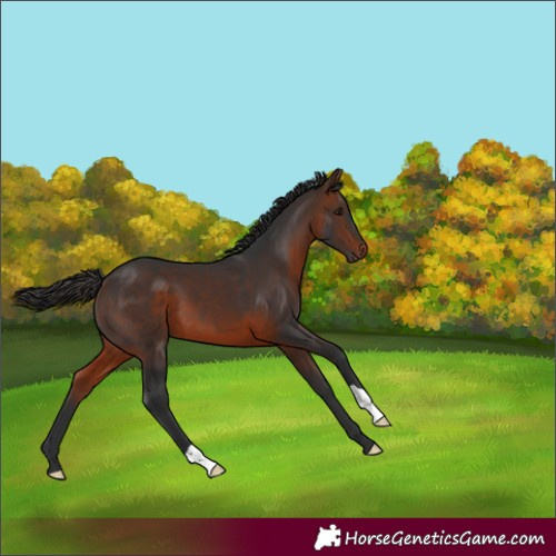 Horse Color:Brown 