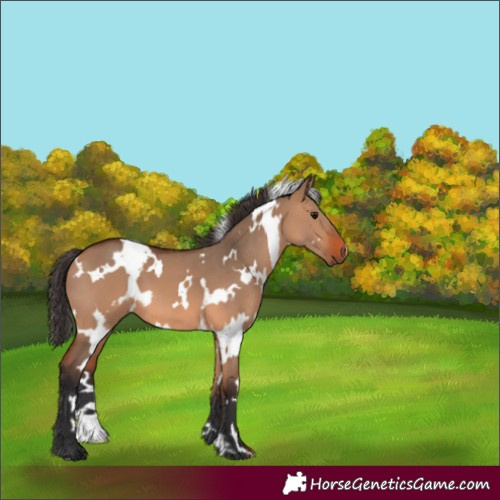 Horse Color:White Spotted Bay Dun 