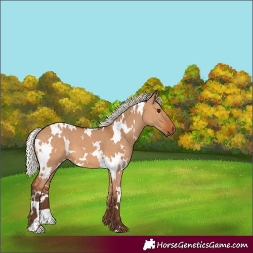 Horse Color:White Spotted Silver Bay Dun 