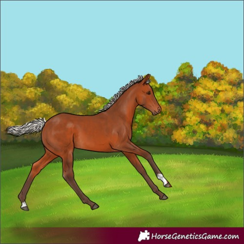 Horse Color:Silver Bay 