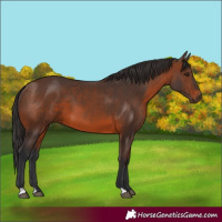 Horse Color:Brown 