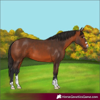 Horse Color:Bay 