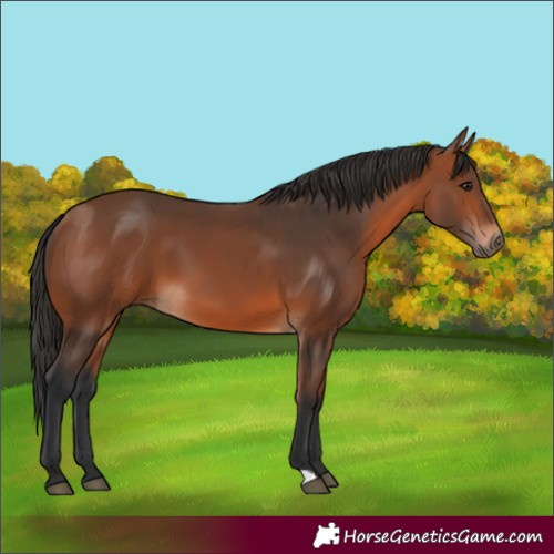 Horse Color:Bay 
