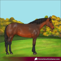 Horse Color:Bay 