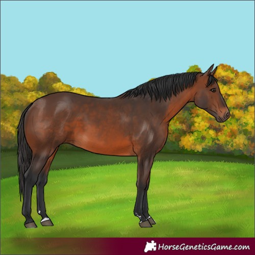 Horse Color:Brown 