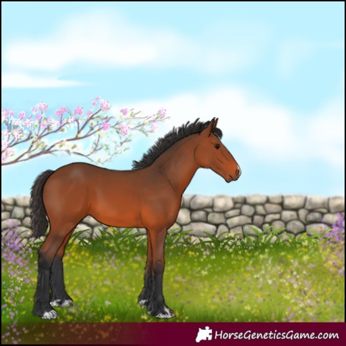 Horse Color:Bay 