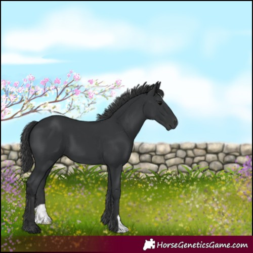 Horse Color:Black 