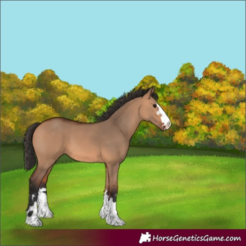 Horse Color:Bay Dun 