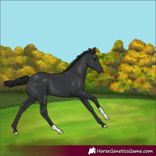 Horse Color:Black 