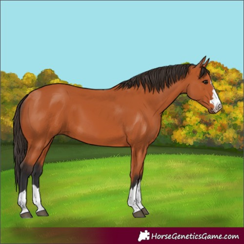Horse Color:Unknown 